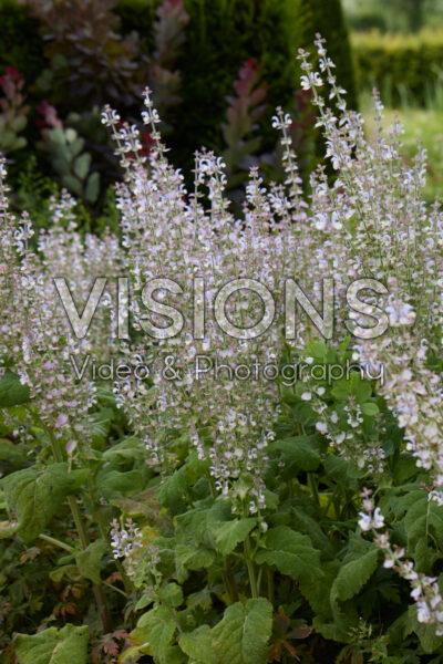 Salvia Salvia