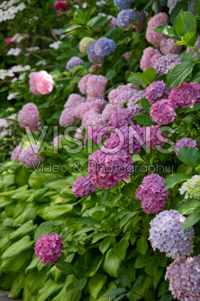 Hydrangea
