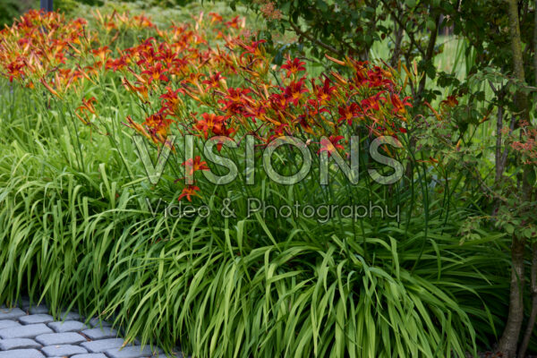 Hemerocallis Hemerocallis