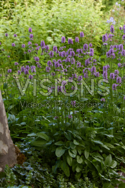 Betonica officinalis Betonica officinalis