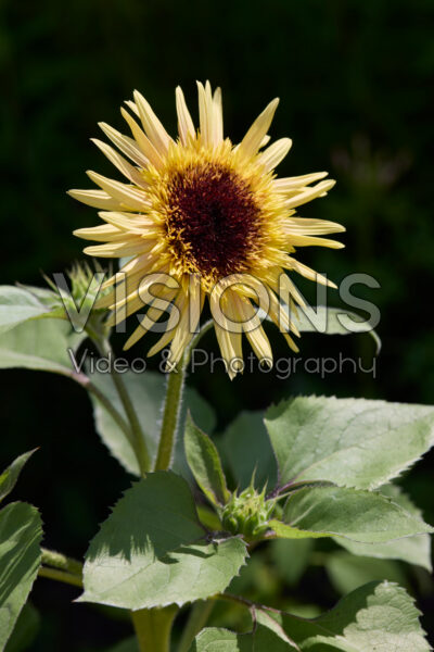 Helianthus annuus Helianthus annuus