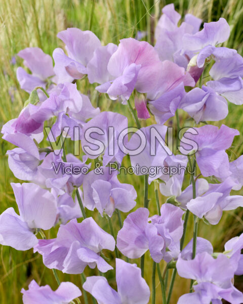 Lathyrus odoratus