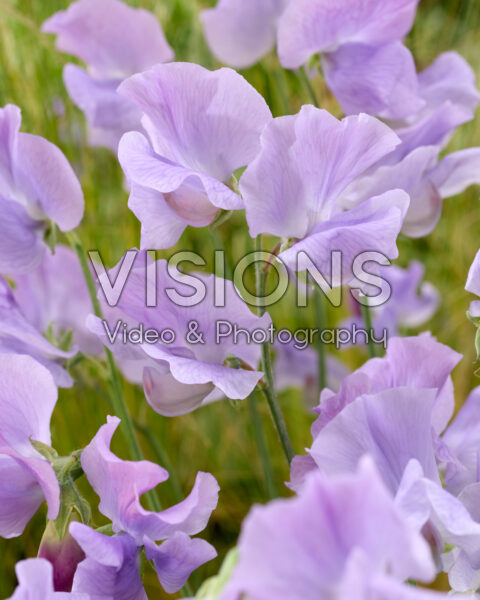Lathyrus odoratus