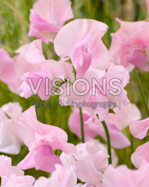 Lathyrus odoratus