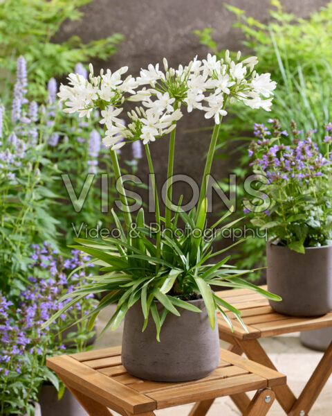 Agapanthus Atomicbloom® Bright