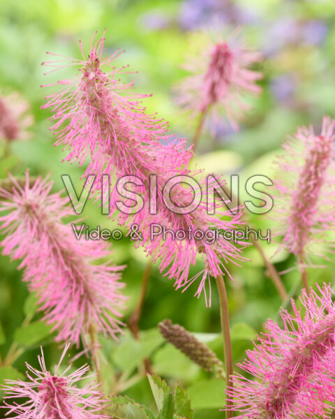 Sanguisorba obtusa Sanguisorba obtusa