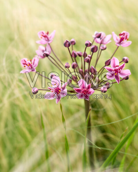Butomus umbellatus