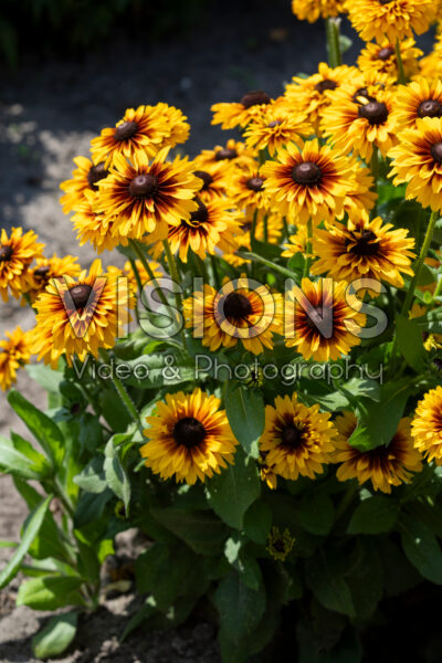Rudbeckia SmileyZ™ Double Kissing