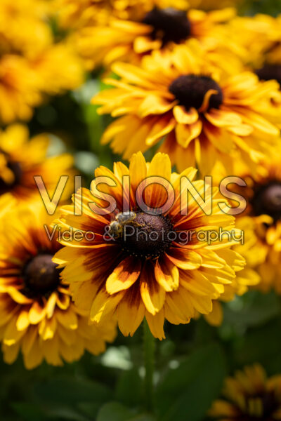 Rudbeckia SmileyZ™ Double Kissing Rudbeckia SmileyZ™ Double Kissing