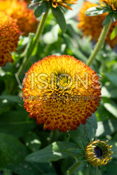 Rudbeckia Fireball