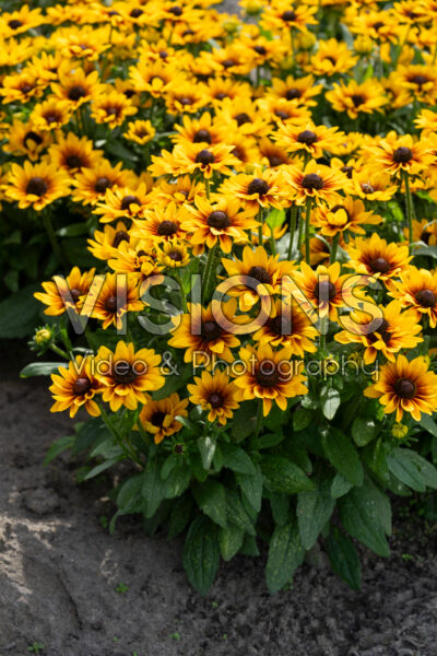 Rudbeckia Littlebeckia™ Pirouette Rudbeckia Littlebeckia™ Pirouette
