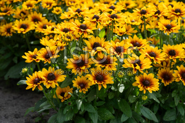 Rudbeckia Littlebeckia™ Pirouette Rudbeckia Littlebeckia™ Pirouette