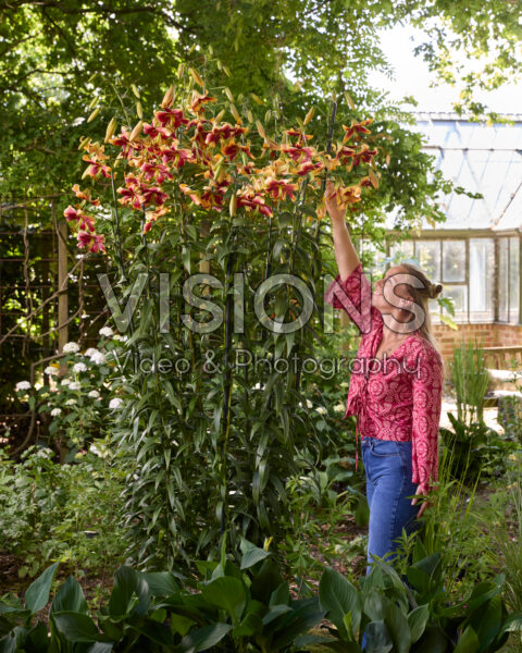 Lilium Red Morning