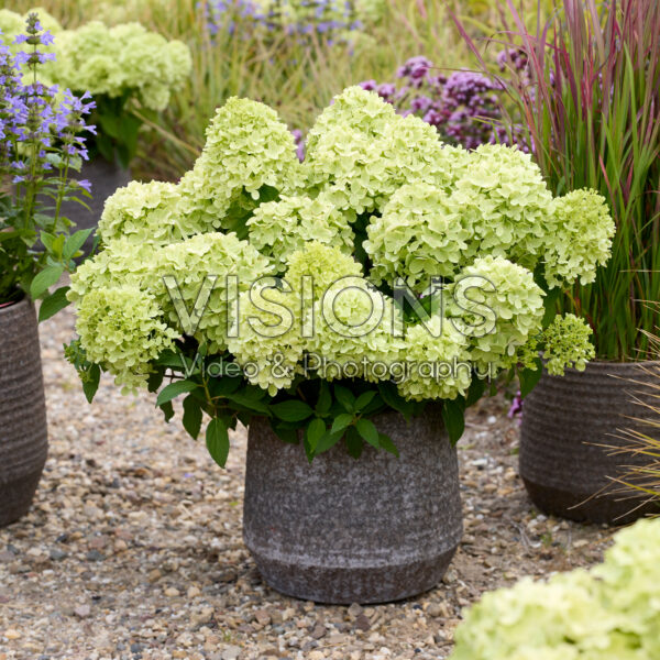 Hydrangea paniculata Mojito