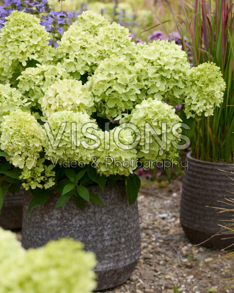 Hydrangea paniculata Mojito Hydrangea paniculata Mojito