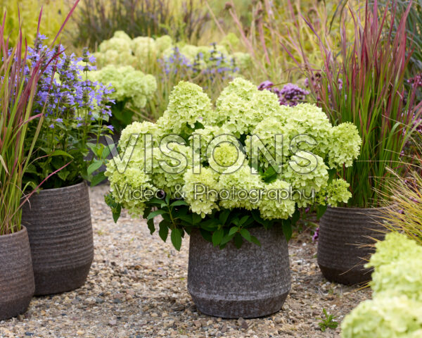Hydrangea paniculata Mojito