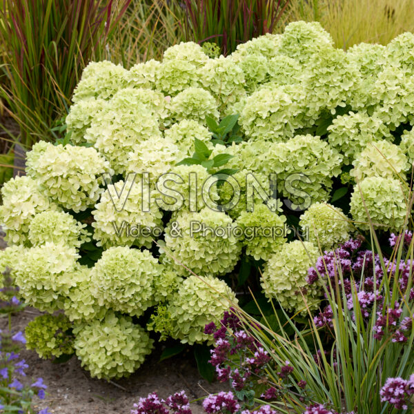 Hydrangea paniculata Mojito