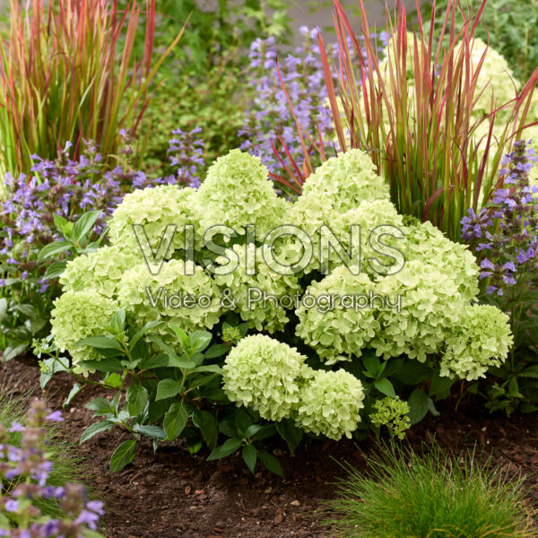 Hydrangea paniculata Mojito