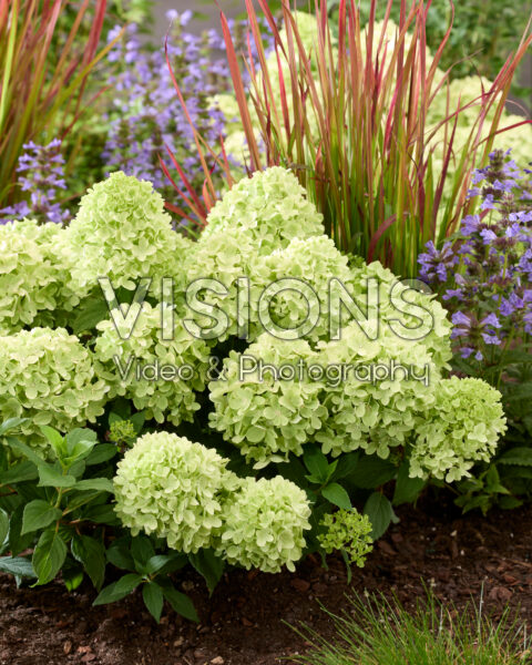 Hydrangea paniculata Mojito