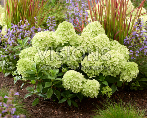 Hydrangea paniculata Mojito Hydrangea paniculata Mojito