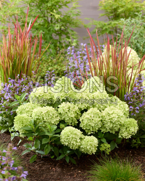 Hydrangea paniculata Mojito Hydrangea paniculata Mojito