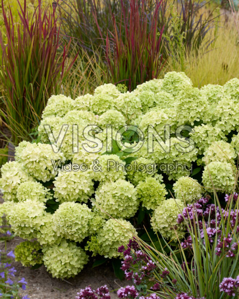 Hydrangea paniculata Mojito