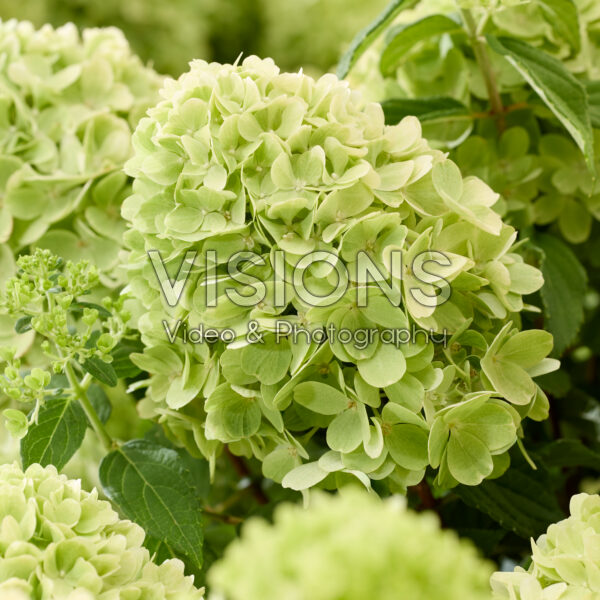 Hydrangea paniculata Mojito