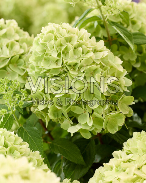 Hydrangea paniculata Mojito