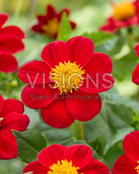 Dahlia Firebird NL