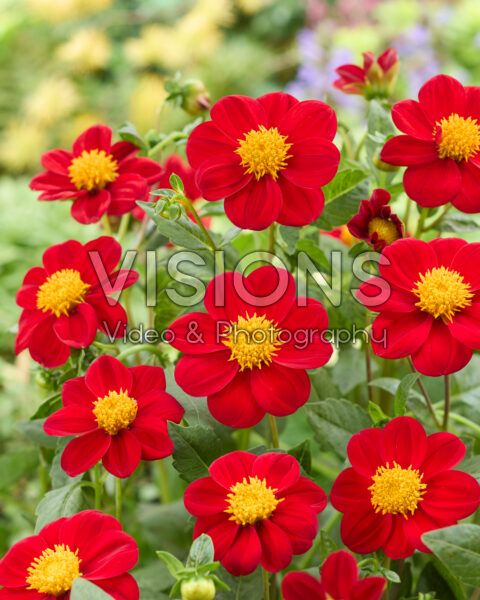 Dahlia Firebird NL