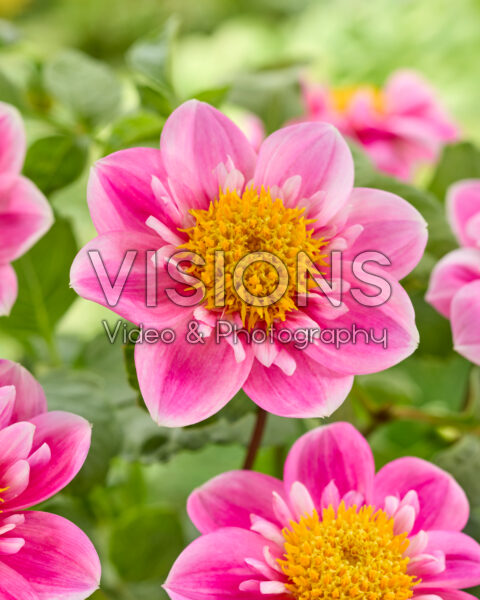 Dahlia Hartenaas