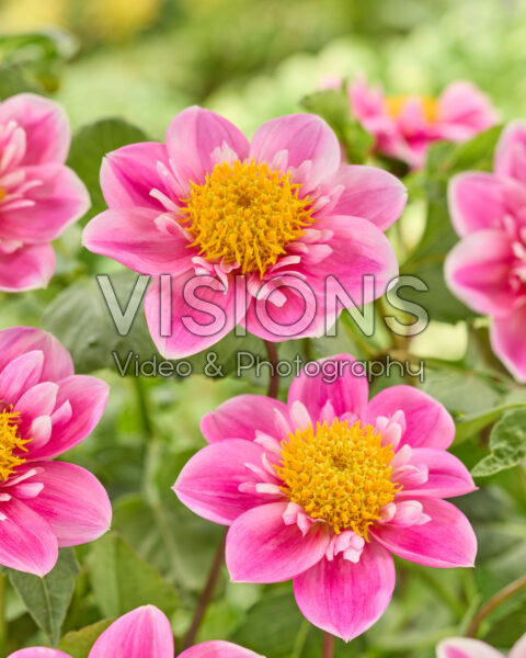 Dahlia Hartenaas