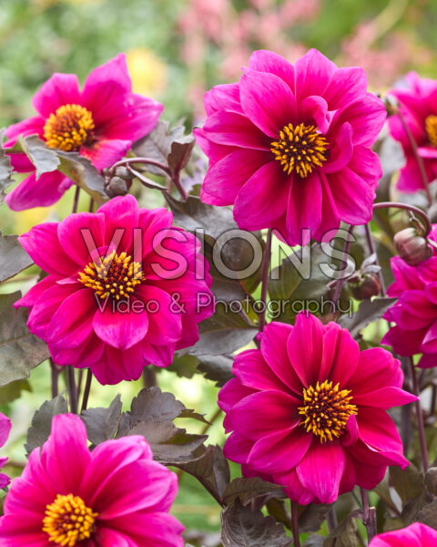 Dahlia Excentrique® Dahlia Excentrique®