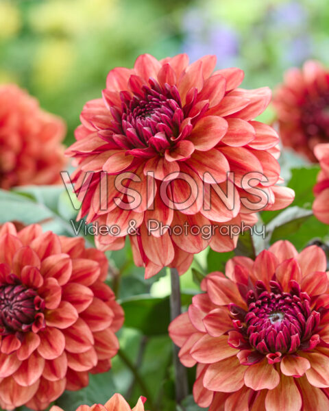 Dahlia Lunara Dahlia Lunara