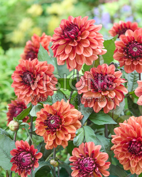 Dahlia Lunara