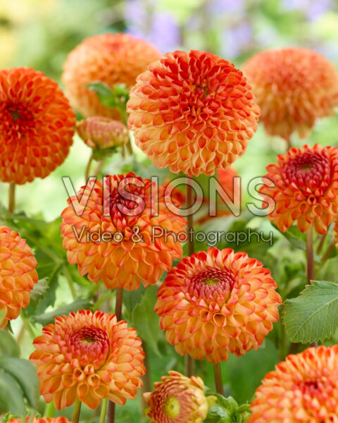 Dahlia Mirella