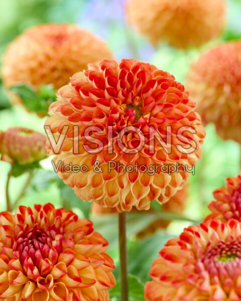 Dahlia Mirella