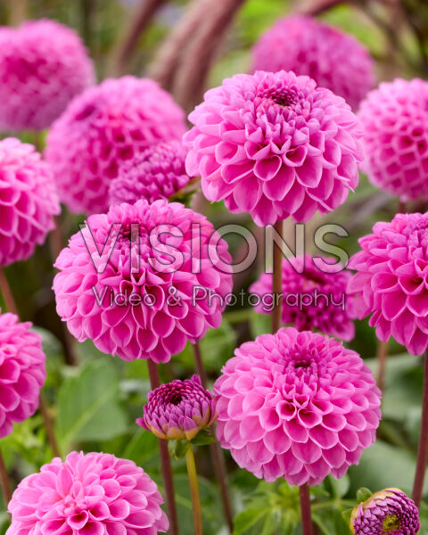 Dahlia Jan van Schaffelaar