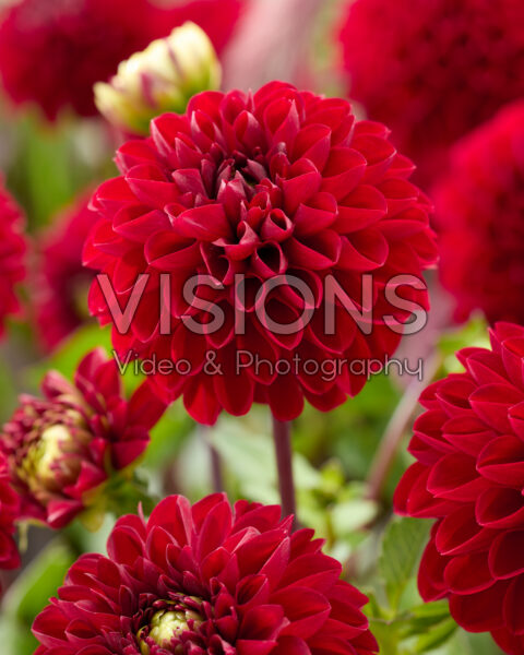 Dahlia Viking