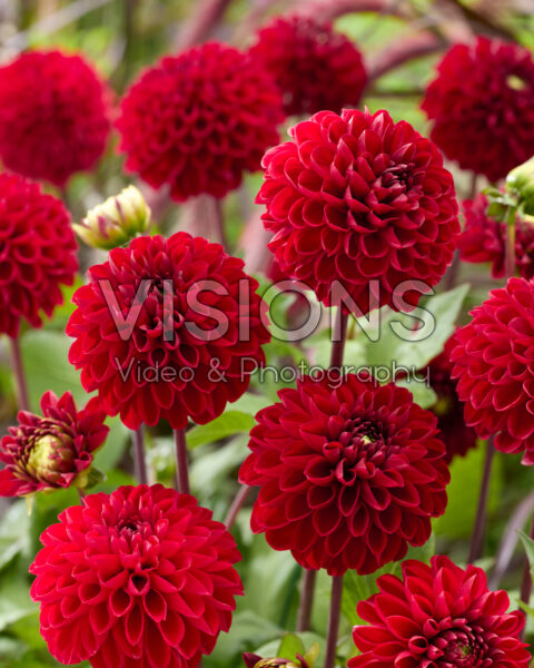 Dahlia Viking Dahlia Viking