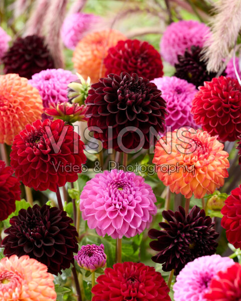 Dahlia gemengd