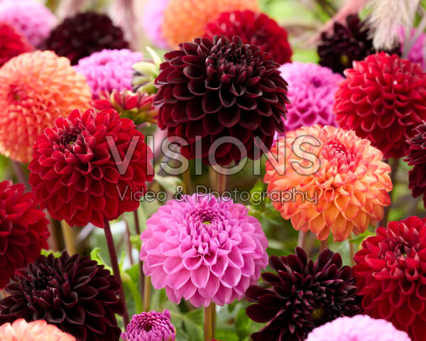 Dahlia gemengd Dahlia gemengd