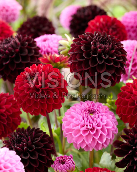 Dahlia gemengd