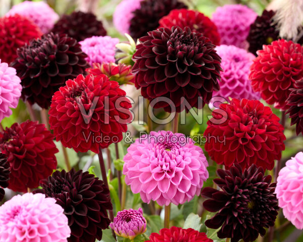 Dahlia mixed