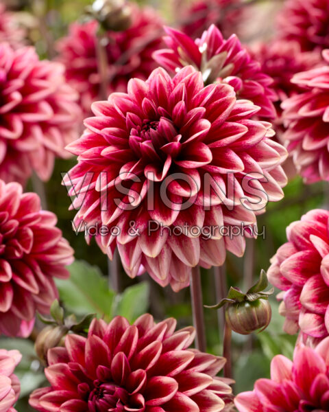 Dahlia Vintage Blush Dahlia Vintage Blush