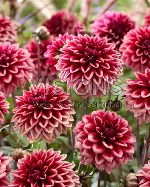 Dahlia Vintage Blush Dahlia Vintage Blush
