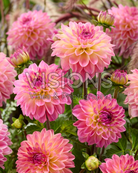 Dahlia PK 133