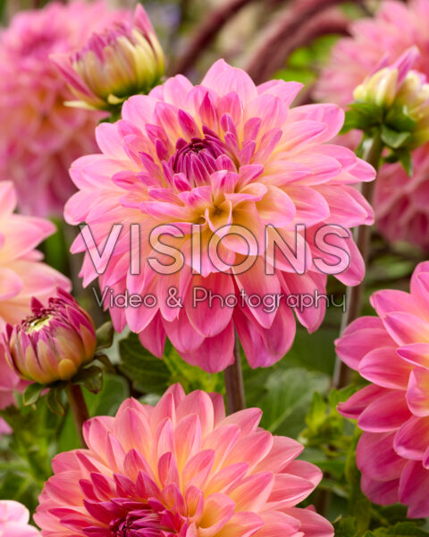 Dahlia PK 133