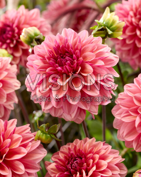 Dahlia PK 107