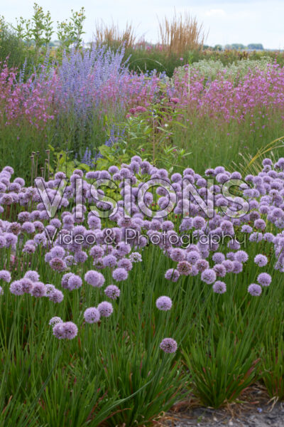 Allium